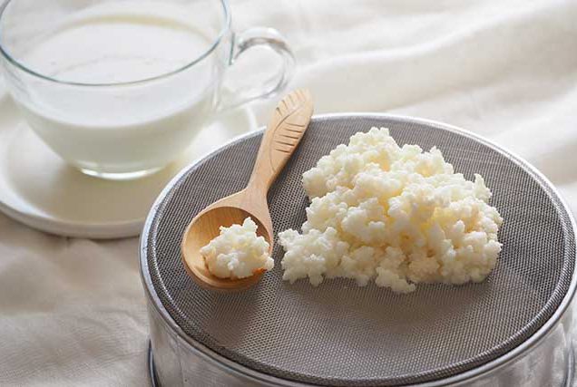 Milk kefir grains FAQ