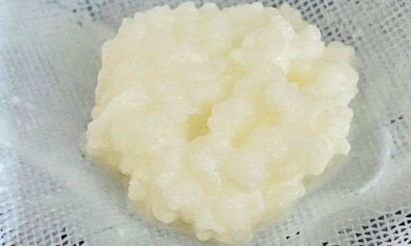 Kefir grains images from customers