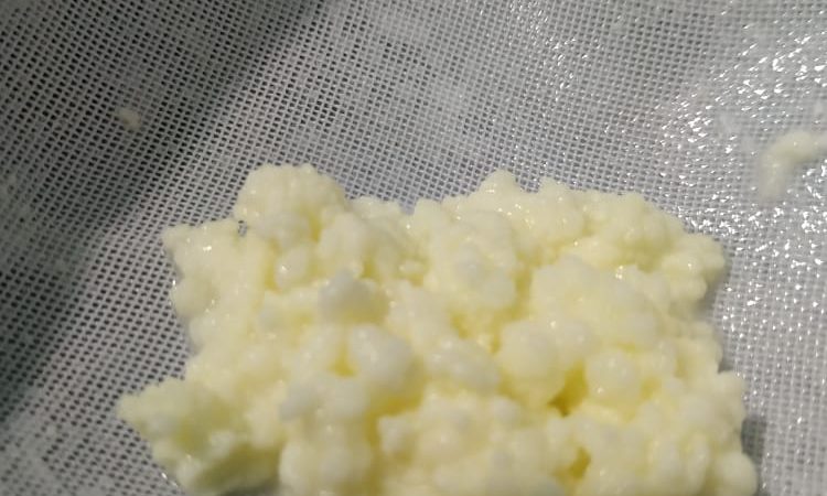 Kefir grains images from customers