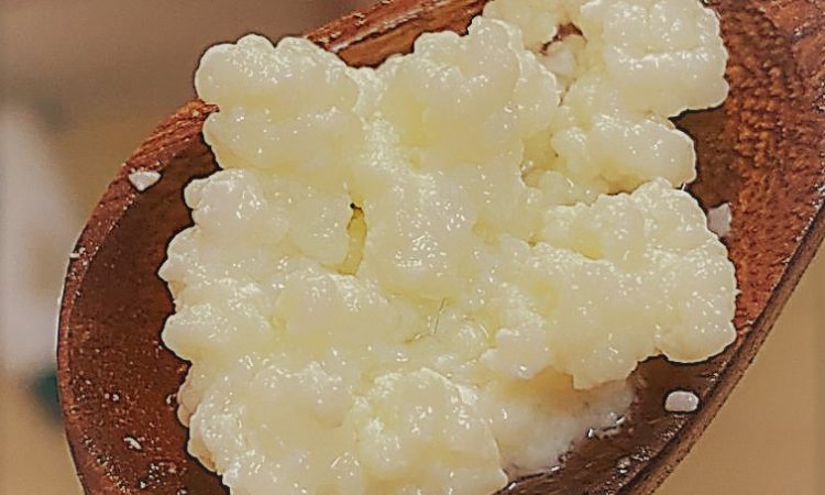 Milk kefir grains image on recieving