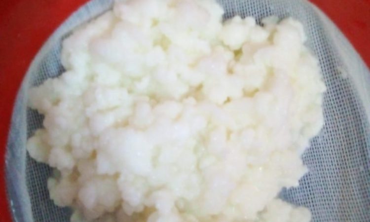 Kefir grains images from customers