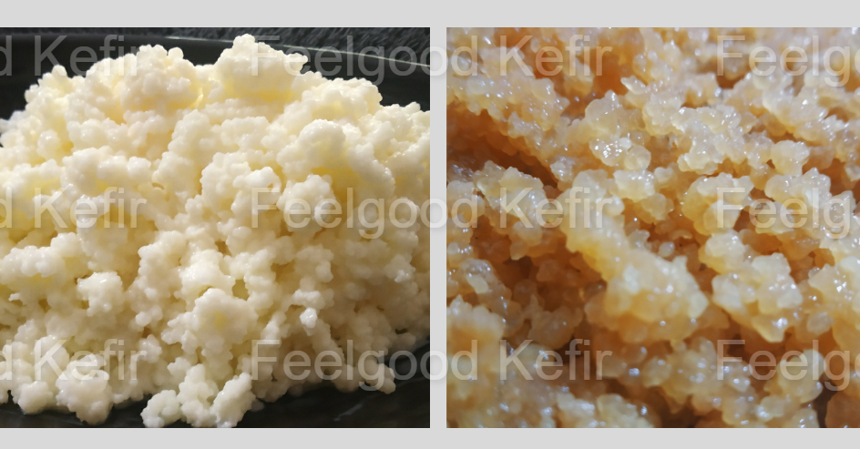 Kefir grains combo