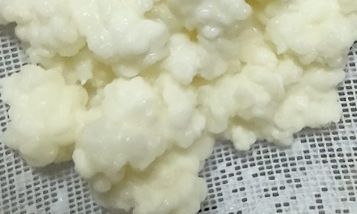 Kefir grains images from customers